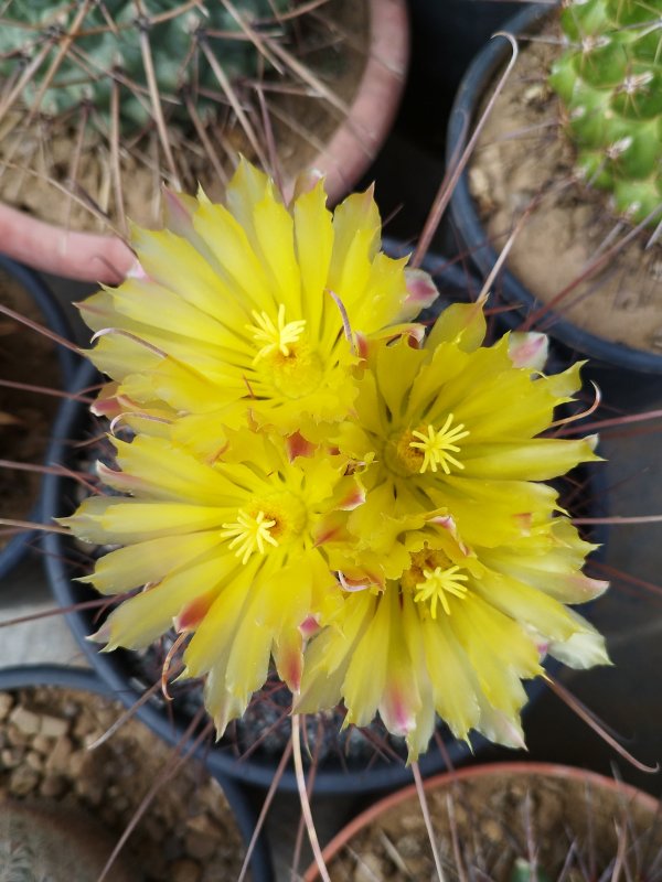 Ferocactus hamatacanthus 