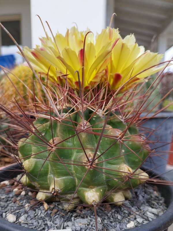 Ferocactus hamatacanthus 