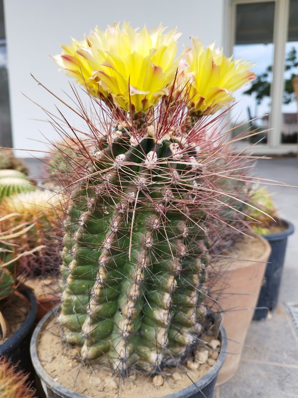 Ferocactus hamatacanthus 