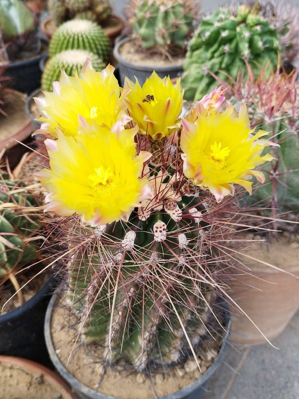 Ferocactus hamatacanthus 