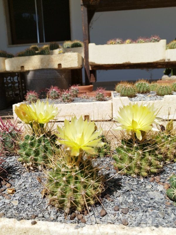 Ferocactus hamatacanthus v. flavispinus 