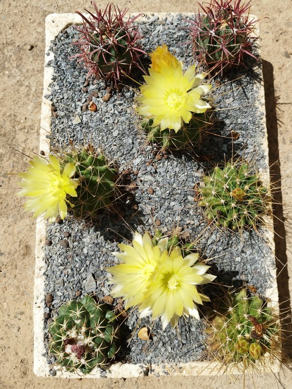 Ferocactus hamatacanthus v. flavispinus 