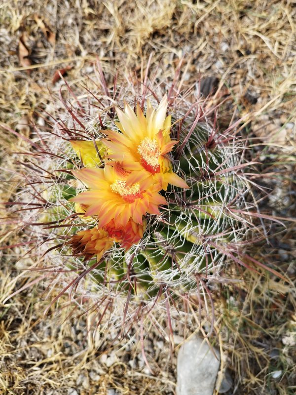 Ferocactus wislizeni 