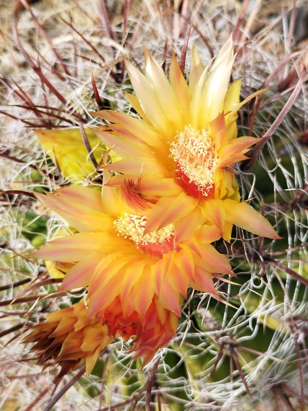 Ferocactus wislizeni 