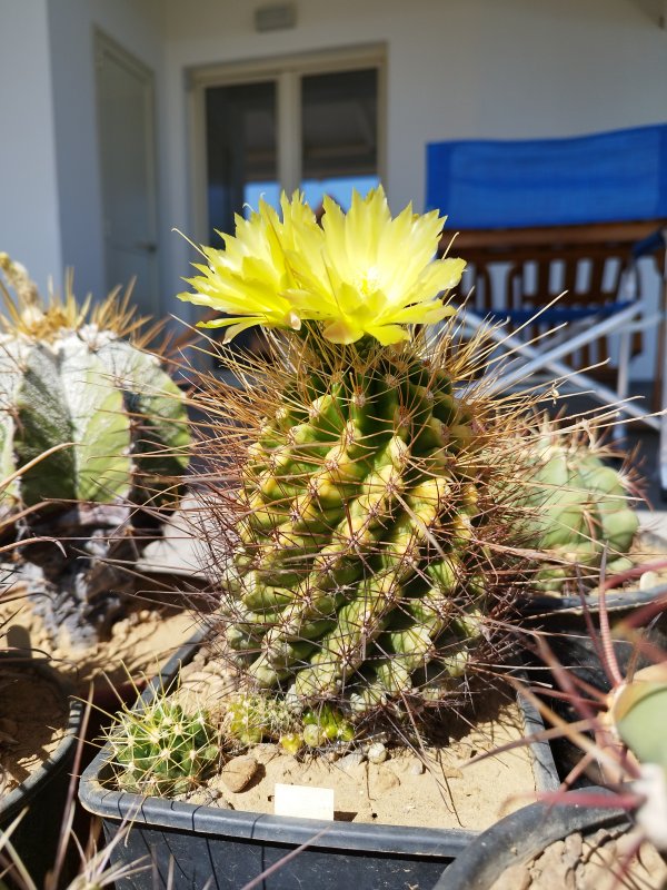 Ferocactus hamatacanthus v. flavispinus 