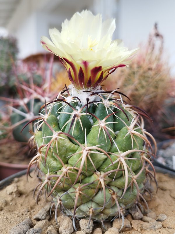 Coryphantha tripugionacantha 