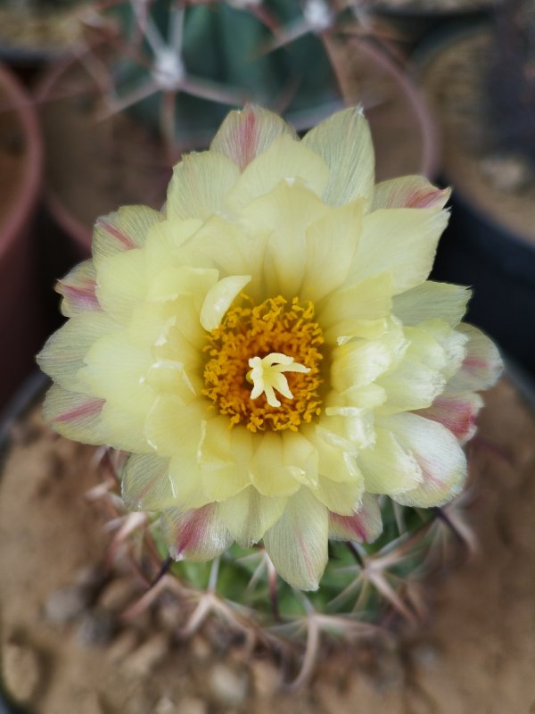 Coryphantha tripugionacantha 