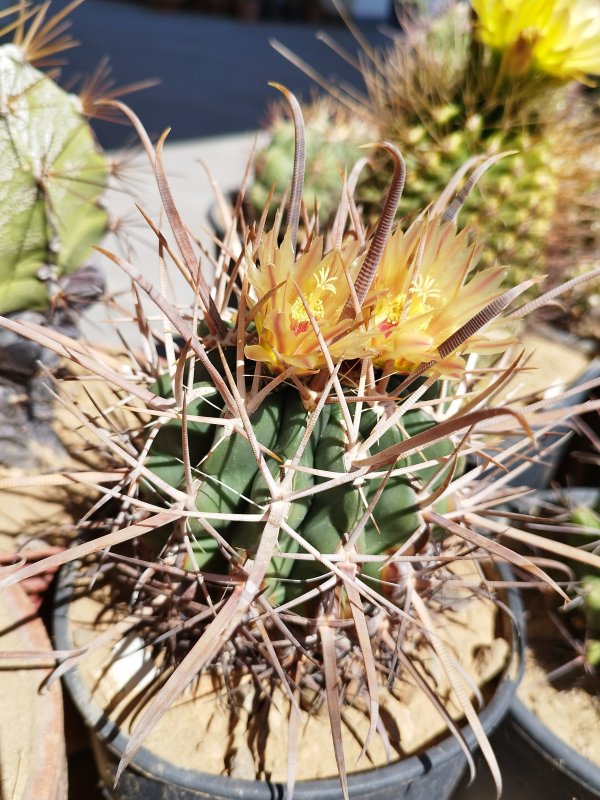 Ferocactus peninsulae ssp. santa-maria 