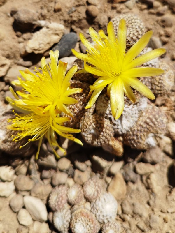 Copiapoa laui 