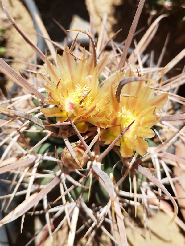 Ferocactus peninsulae ssp. santa-maria 