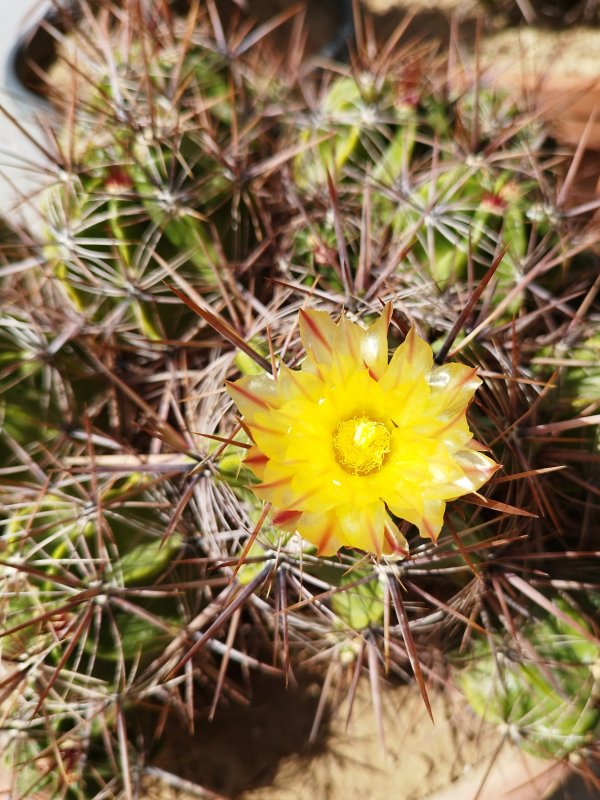 Ferocactus robustus 