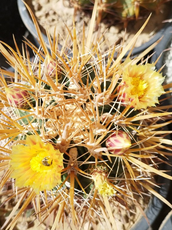 ferocactus chrysacanthus