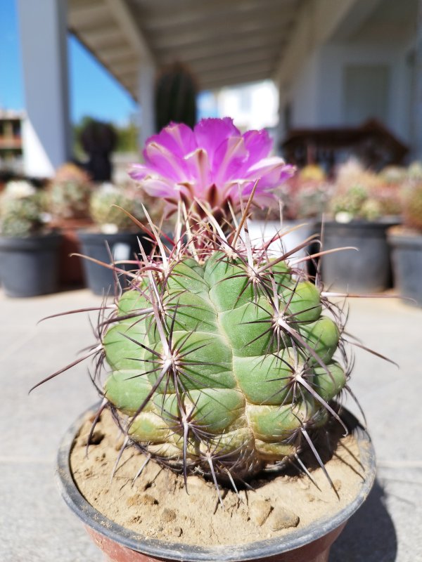 Thelocactus heterochromus 