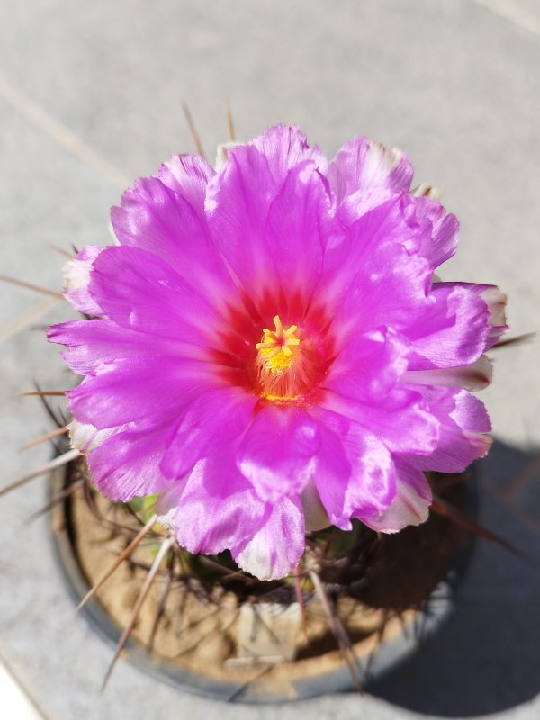 Thelocactus heterochromus 