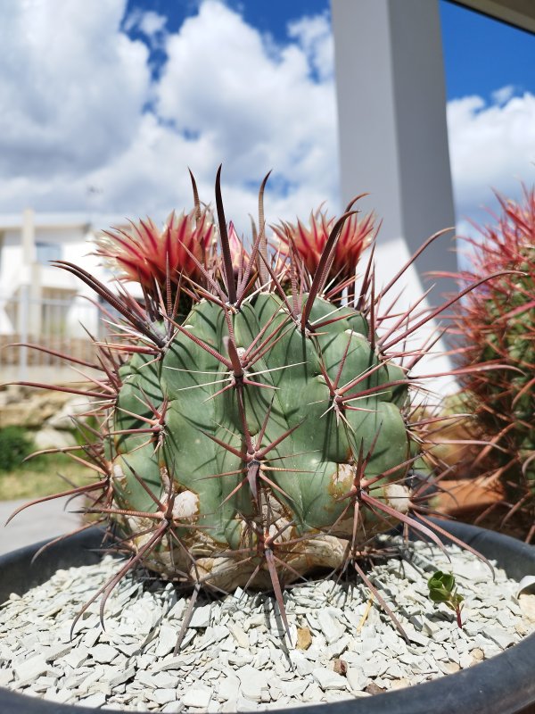 Ferocactus peninsulae 