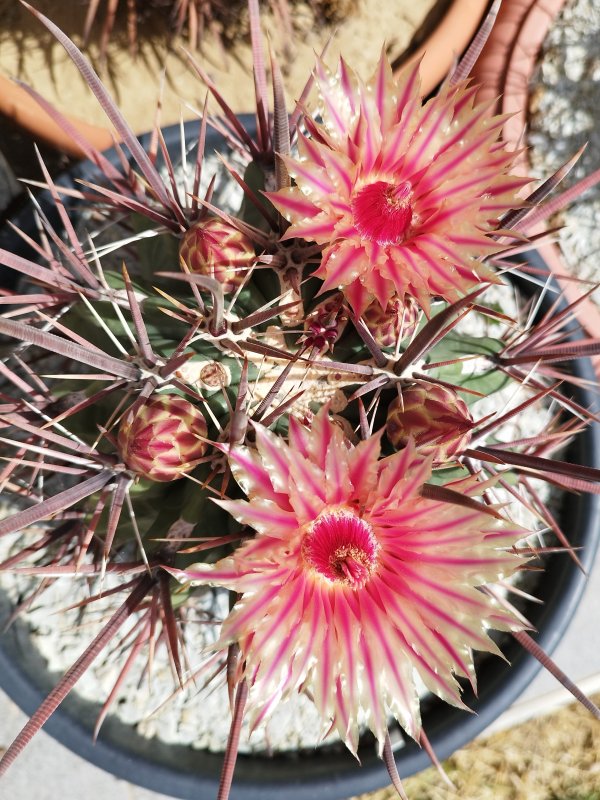 Ferocactus peninsulae 