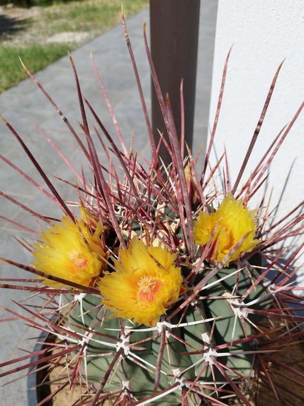 Ferocactus emoryi ssp. rectispinus 