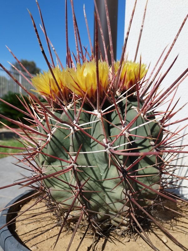 Ferocactus emoryi ssp. rectispinus 