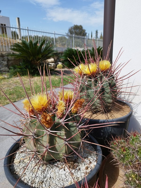 Ferocactus emoryi ssp. rectispinus 