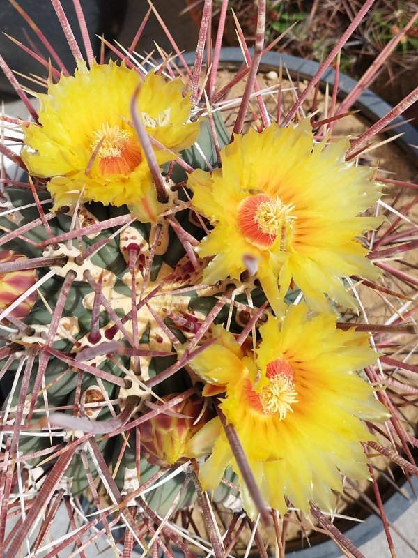 ferocactus emoryi ssp. rectispinus