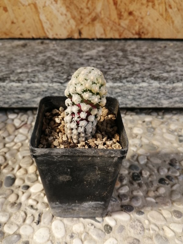 Mammillaria theresae 