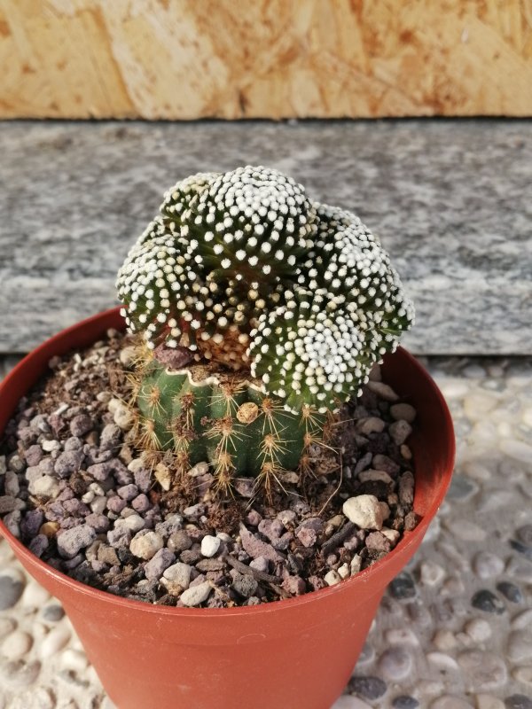 Mammillaria luethyi 