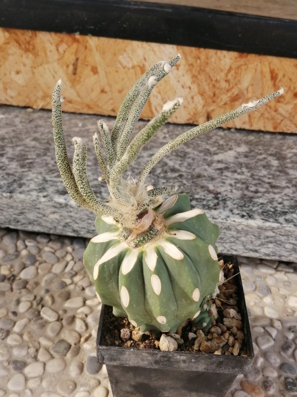 Astrophytum caput-medusae 