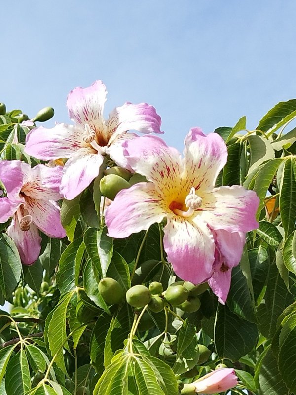 Chorisia speciosa 