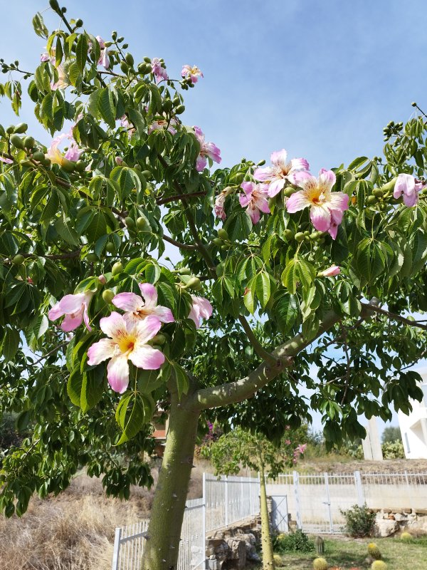 Chorisia speciosa 