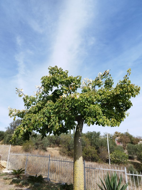 Chorisia speciosa 