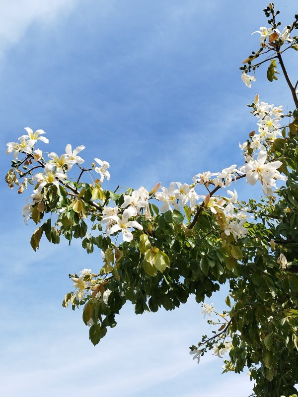 Chorisia speciosa 