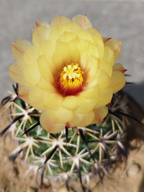 Coryphantha tripugionacantha 