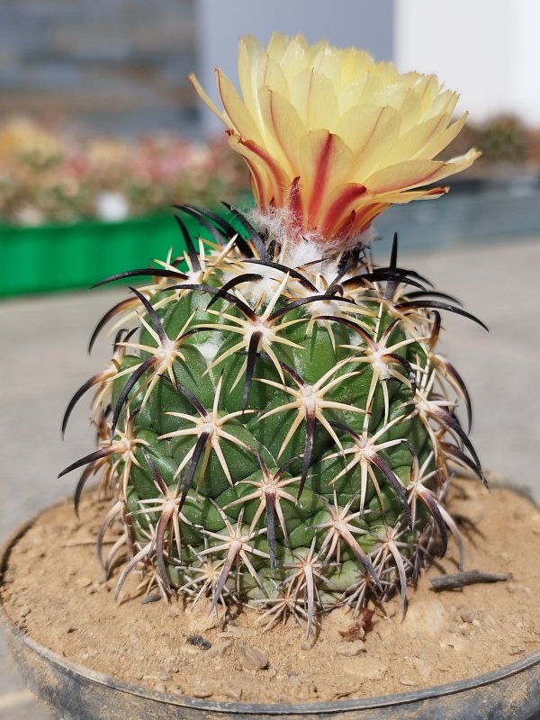 Coryphantha tripugionacantha 