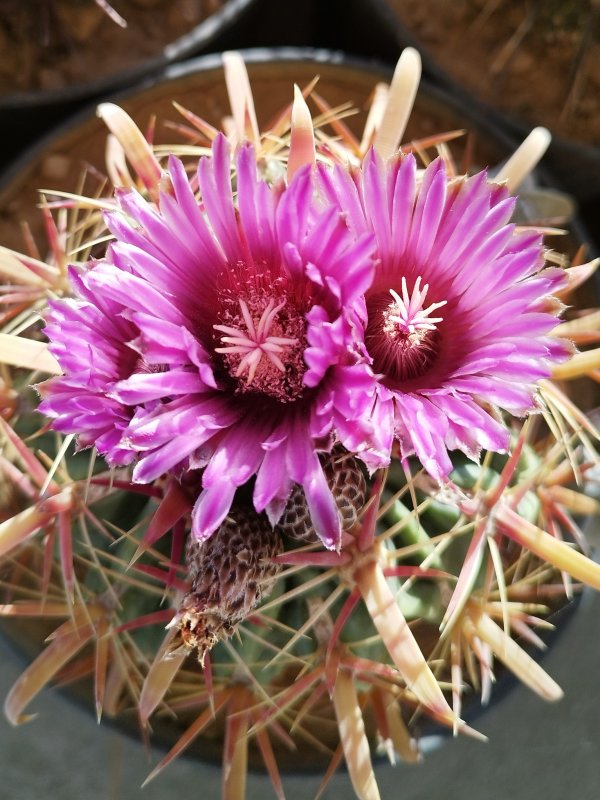 Ferocactus latispinus 