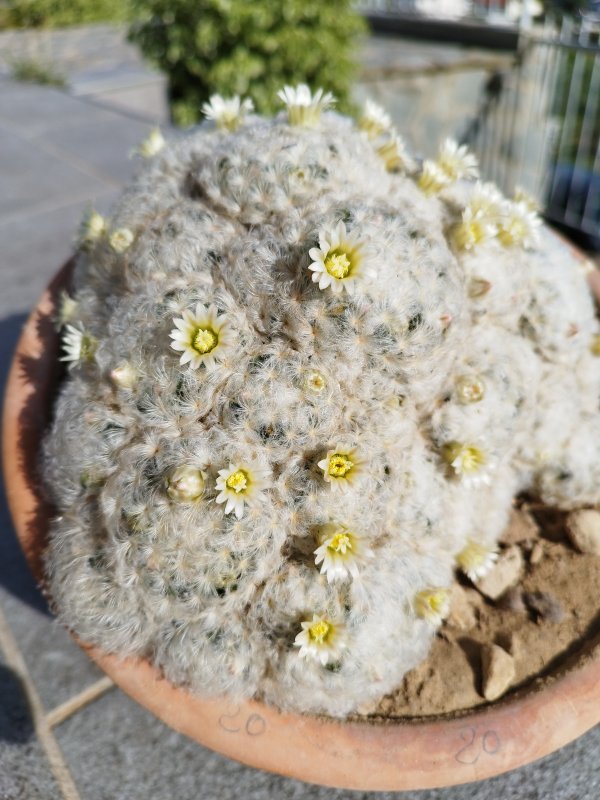 Mammillaria plumosa 