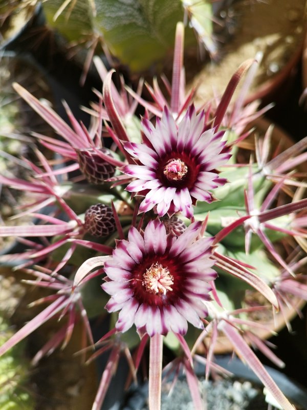 Ferocactus recurvus 