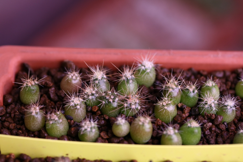 Ferocactus cylindraceus ssp. tortulispinus 