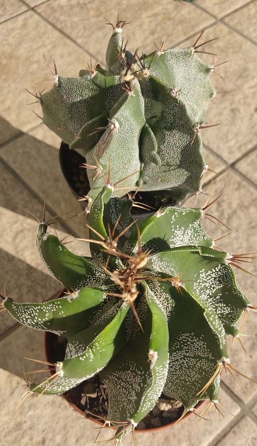Astrophytum ornatum 