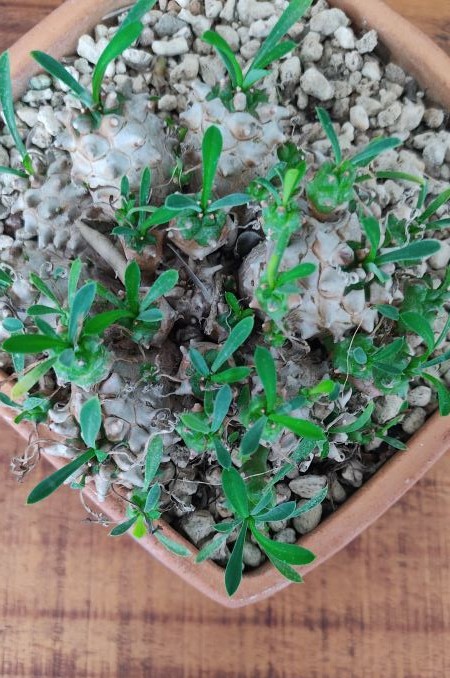 Euphorbia cv. cocklebur 