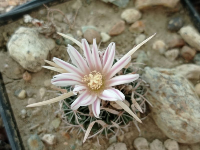 Echinofossulocactus kellerianus 