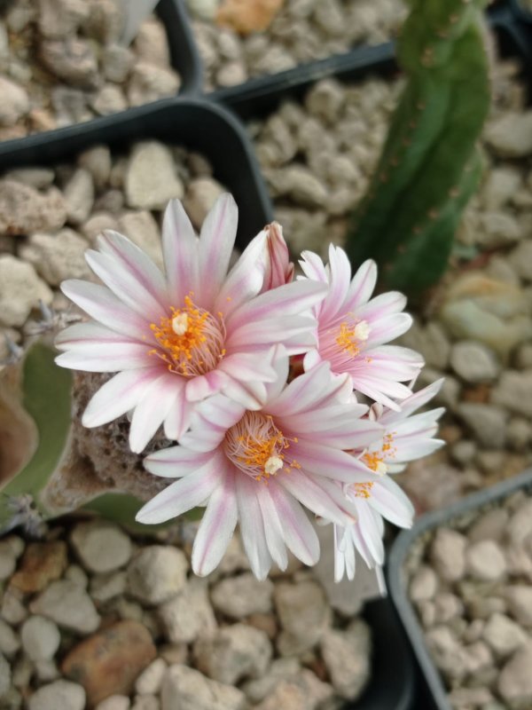 Turbinicarpus valdezianus 