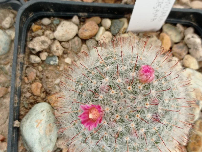 Mammillaria bocasana 