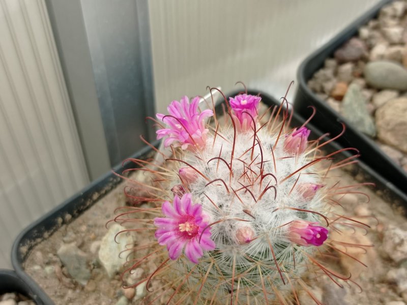 Mammillaria bombycina 