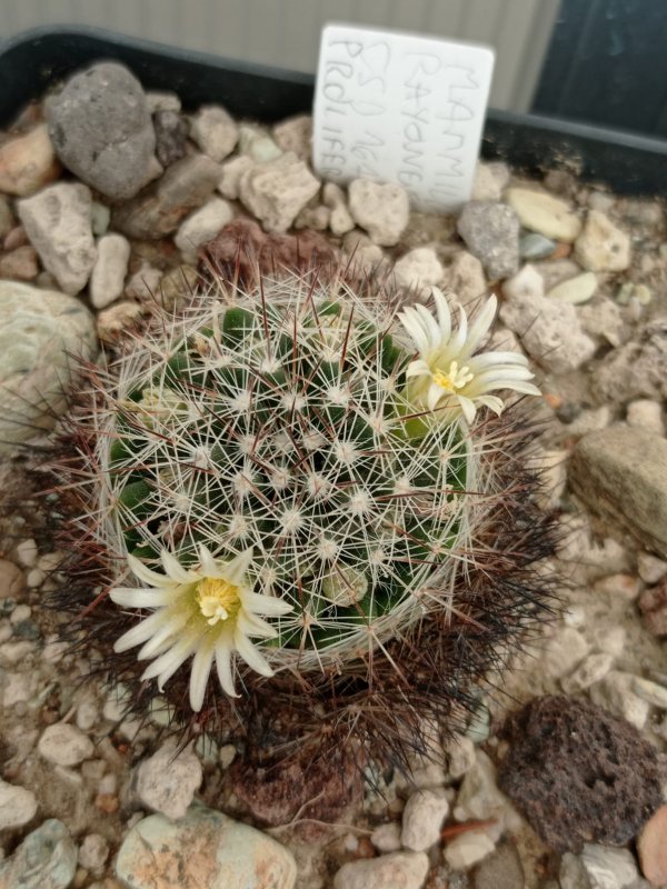 Mammillaria rayonensis 