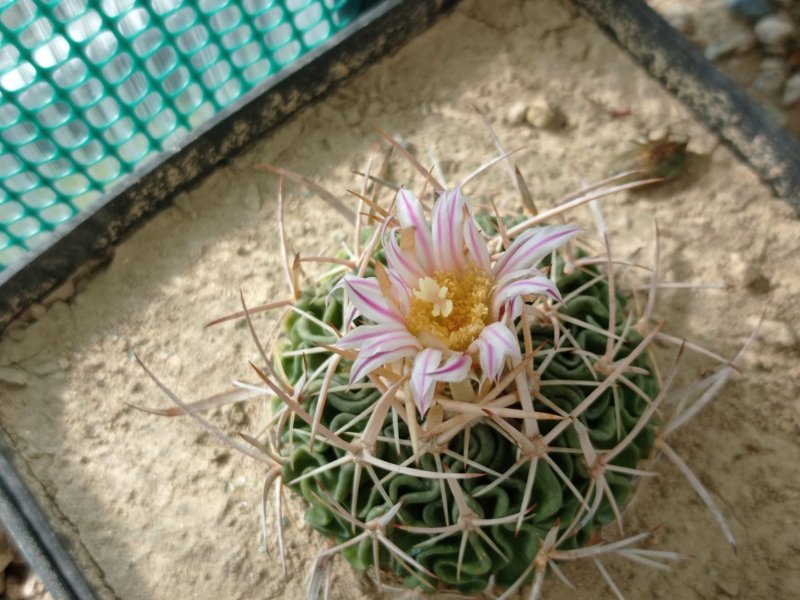 Echinofossulocactus multicostatus 