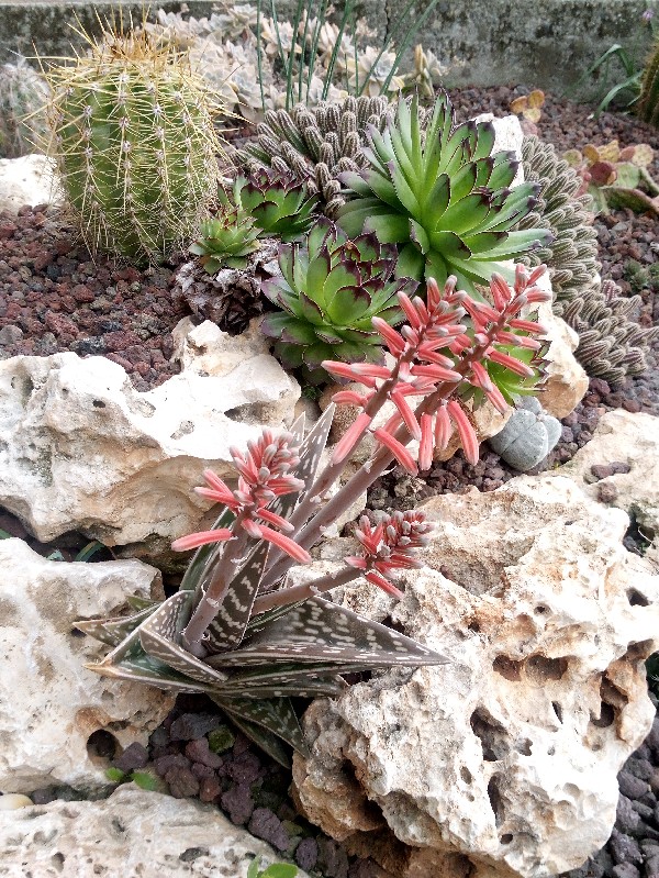 Aloe variegata 