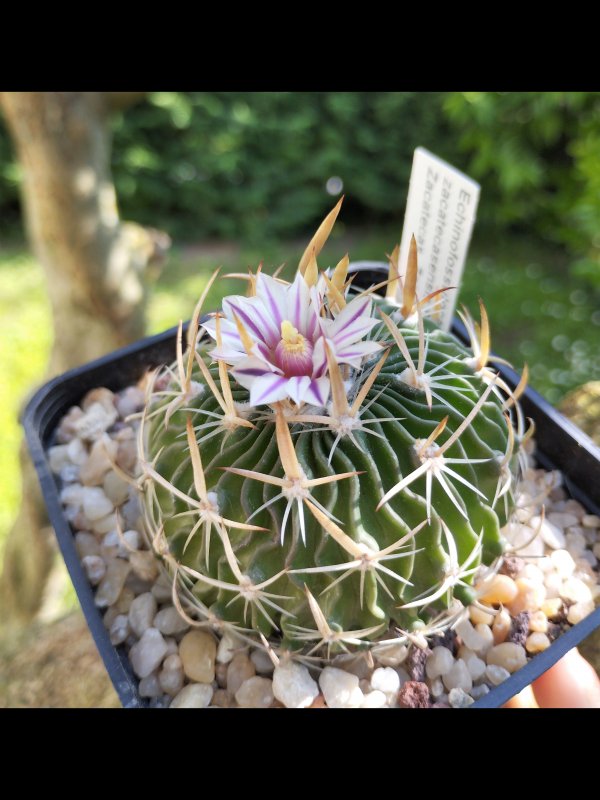 Echinofossulocactus zacatecasensis PC55