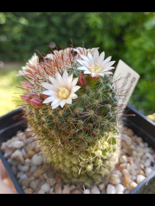 Mammillaria crinita ssp. wildii 