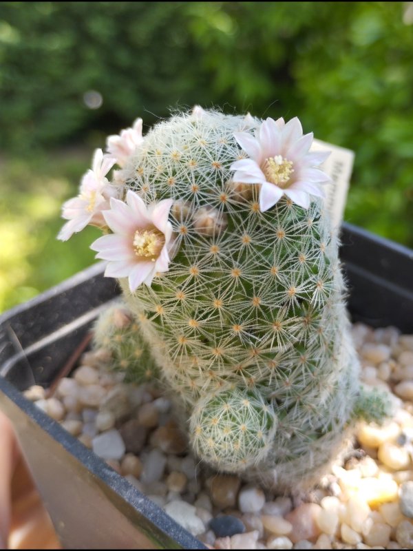 Mammillaria schiedeana ssp. giselae ML 677