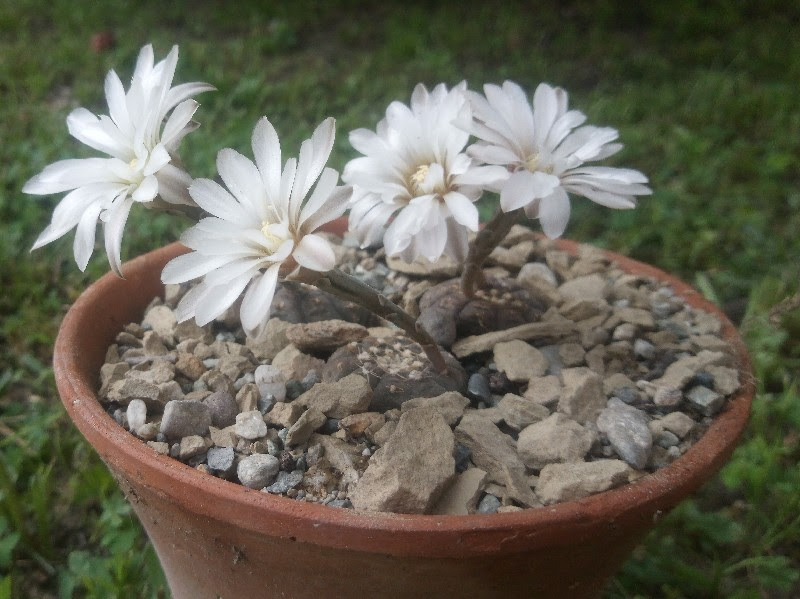 Gymnocalycium ragonesei 